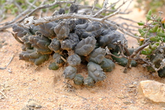 Piaranthus punctatus