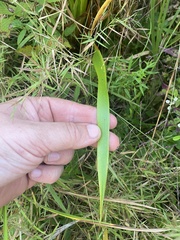 Xyris platylepis