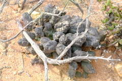 Piaranthus punctatus