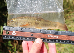 Catostomus commersonii