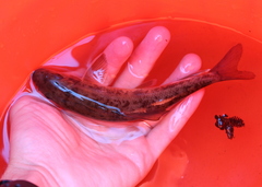 Catostomus commersonii