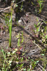 Epilobium palustre