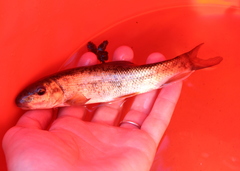 Catostomus commersonii