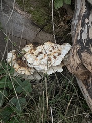 Neoantrodia serialis