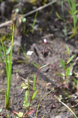 Epilobium palustre