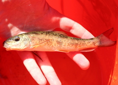 Catostomus commersonii