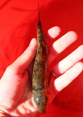 Catostomus commersonii