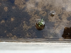 Euphlyctis hexadactyla