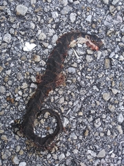 Nerodia fasciata pictiventris