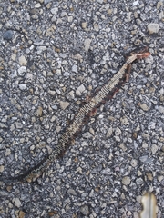 Nerodia fasciata pictiventris