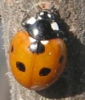 Coccinella septempunctata