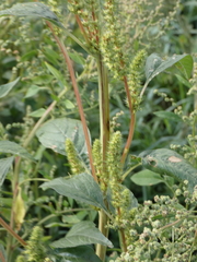 Amaranthus hybridus