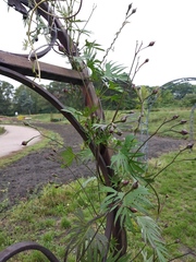 Ipomoea × multifida