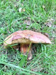 Rubroboletus legaliae