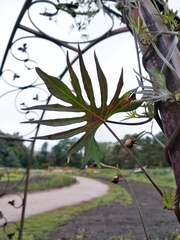 Ipomoea × multifida