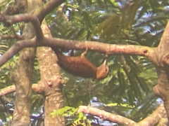 Micropternus brachyurus