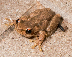 Litoria balatus