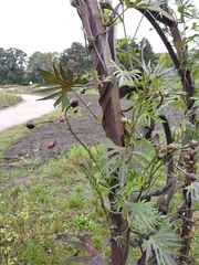 Ipomoea × multifida
