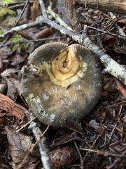 Gliophorus psittacinus