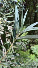 Salix eleagnos