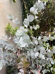 Eucalyptus gunnii