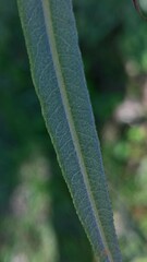 Salix eleagnos