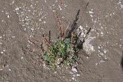 Artemisia borealis