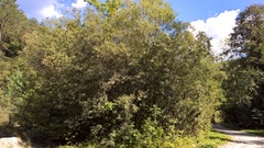 Salix eleagnos
