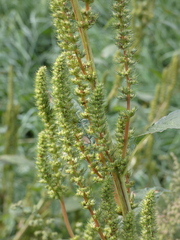 Amaranthus hybridus