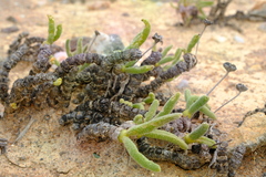 Monilaria chrysoleuca
