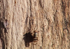 Pseudotephritina