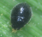 Stethorus