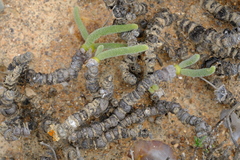 Monilaria chrysoleuca