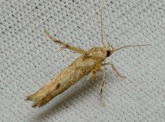 Stathmopoda