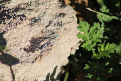Argia nahuana