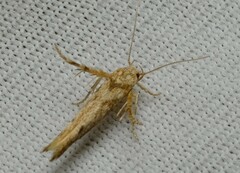 Stathmopoda