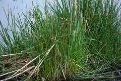Eleocharis