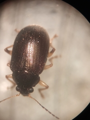 Colaspis interstitialis