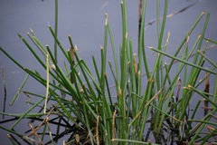 Eleocharis