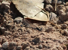 Argia immunda
