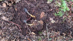 Elaphomyces granulatus