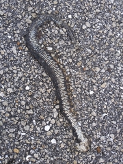 Nerodia fasciata pictiventris