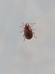 Colaspis interstitialis