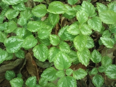 Lamium galeobdolon argentatum