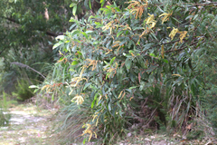 Acacia leiocalyx