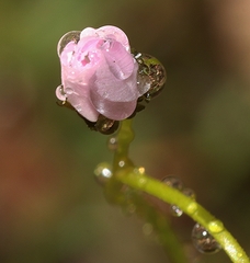 Drosera auriculata