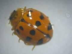 Harmonia octomaculata