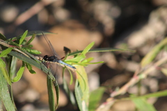 Erythrodiplax basifusca