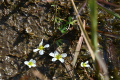 Ranunculus confervoides