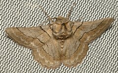 Hypobapta tachyhalotaria